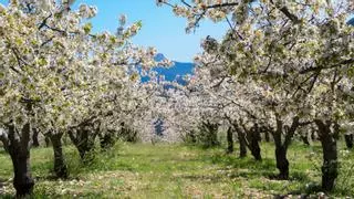 Este desconocido rincón de Burgos es el "valle de las sensaciones" y mezcla pueblos de ensueño con cerezos en flor