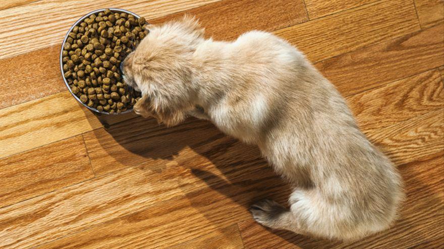 Un estudiante universitario confiesa que consume comida para perros por la falta de dinero