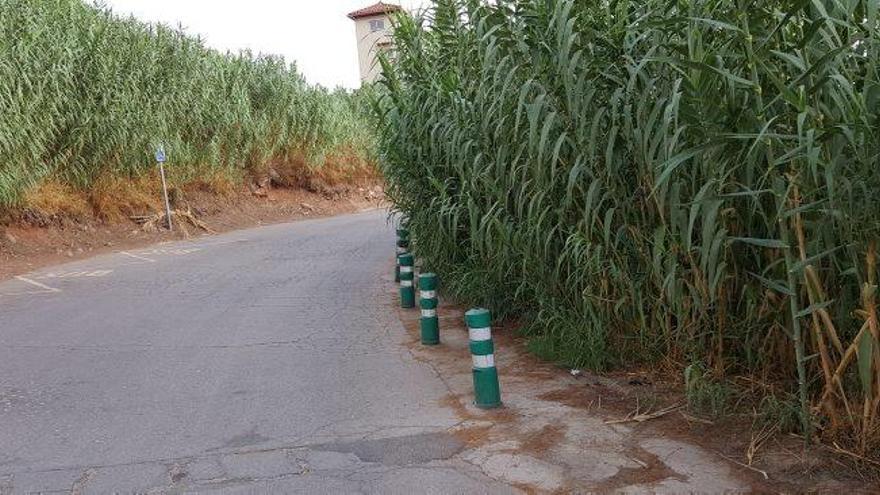 Les canyes envaeixen el camí de la Gravera