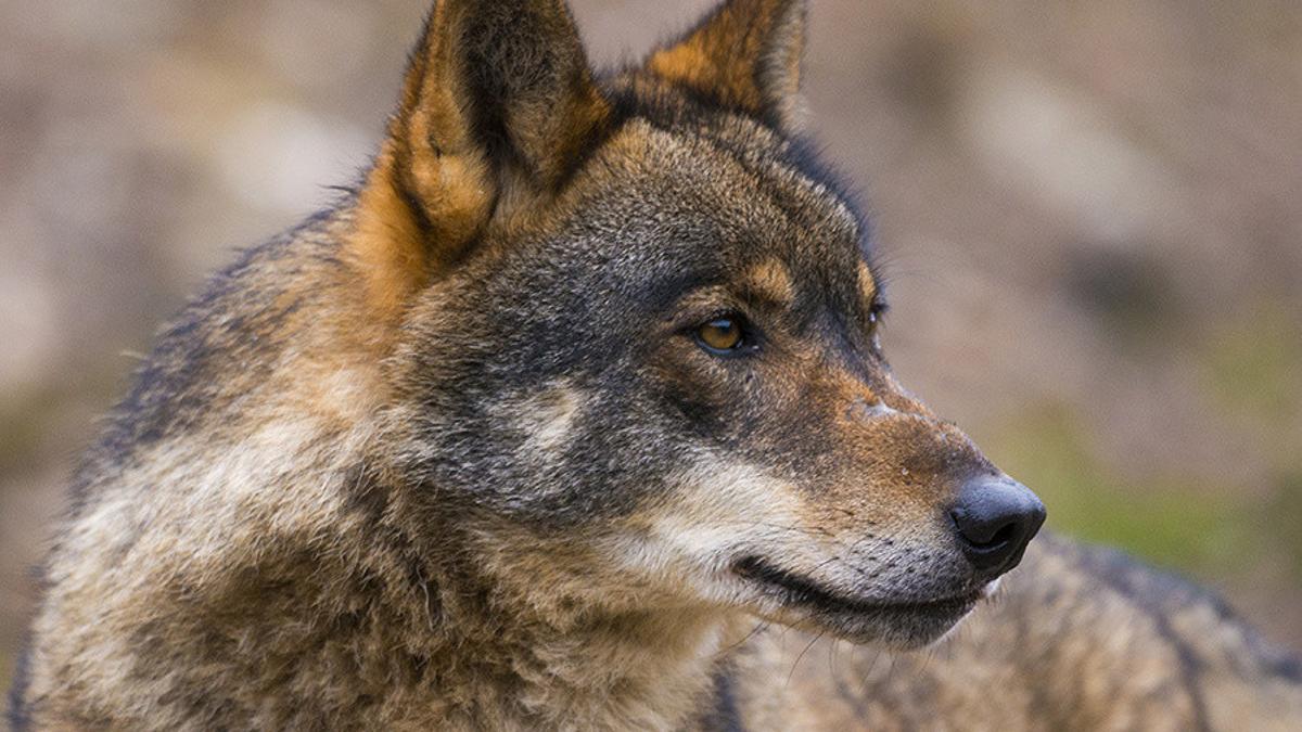 Imagen de archivo de un lobo ibérico