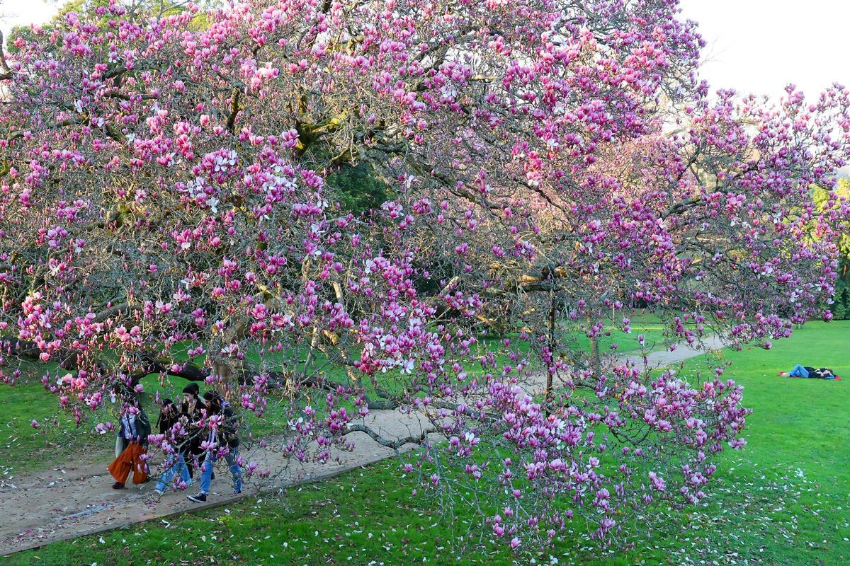 El mayor espectáculo del invierno florece en Castrelos