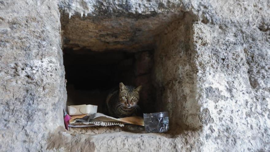 Colonia de gatos del río, bajo el puente del Real.