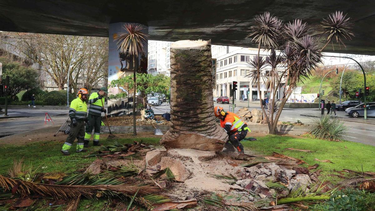 Operarios talan una palmera en Cuatro Caminos, frente a la iglesia de San Pedro de Mezonzo.