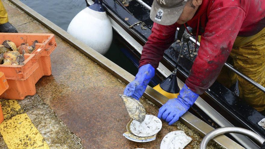 El otro tesoro bajo Rande: los marineros de la vieira de Cangas rescatan platos antiguos en sus rastros