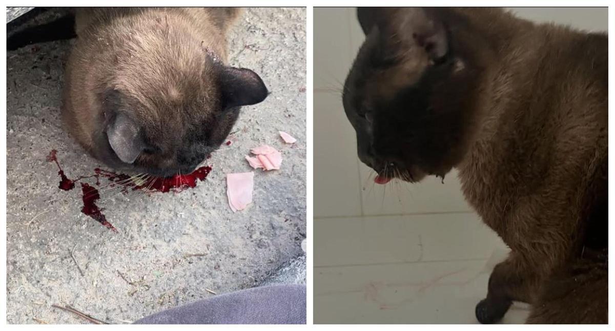 Imágenes del gato atropellado en Xàtiva por un conductor.