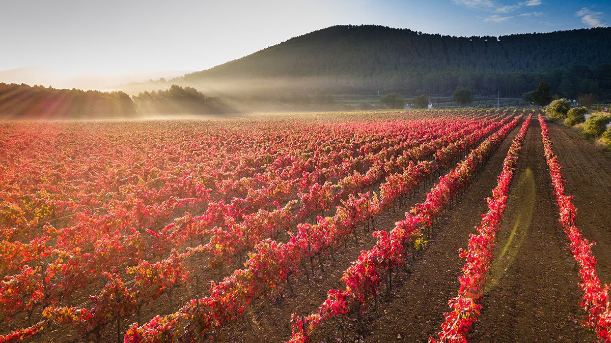 Vinos y catas con paisaje: las bodegas más especiales de Cataluña que puedes visitar ahora mismo