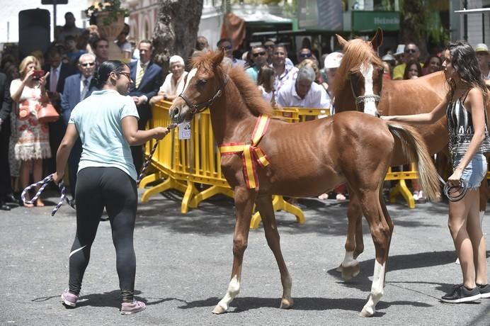 ENTREGA PREMIOS FERIA DE GANADO Y PROCESION ...