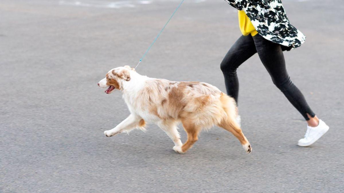Trucos y consejos para que tu perro no tire de la correa cuando sale de paseo