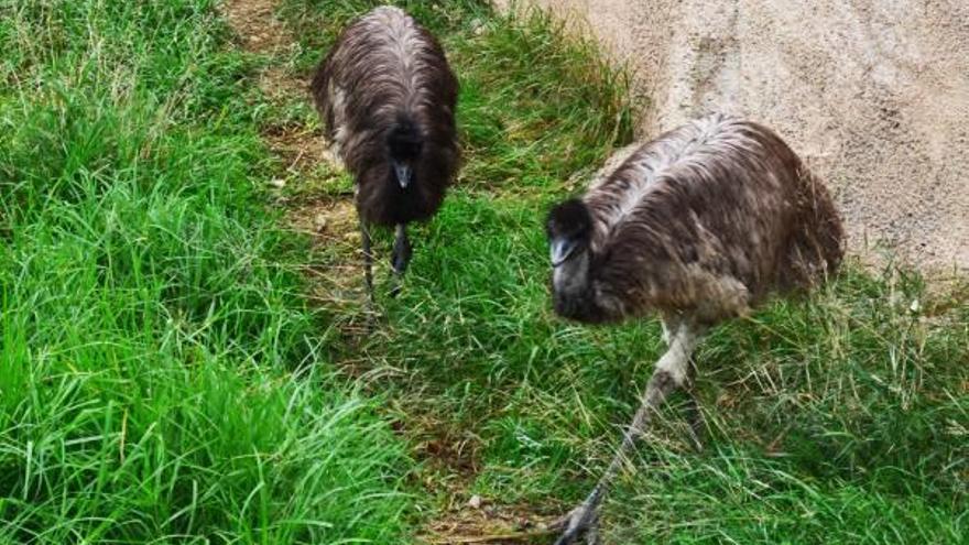 Dos emúes «aterrizan» en Terra Natura