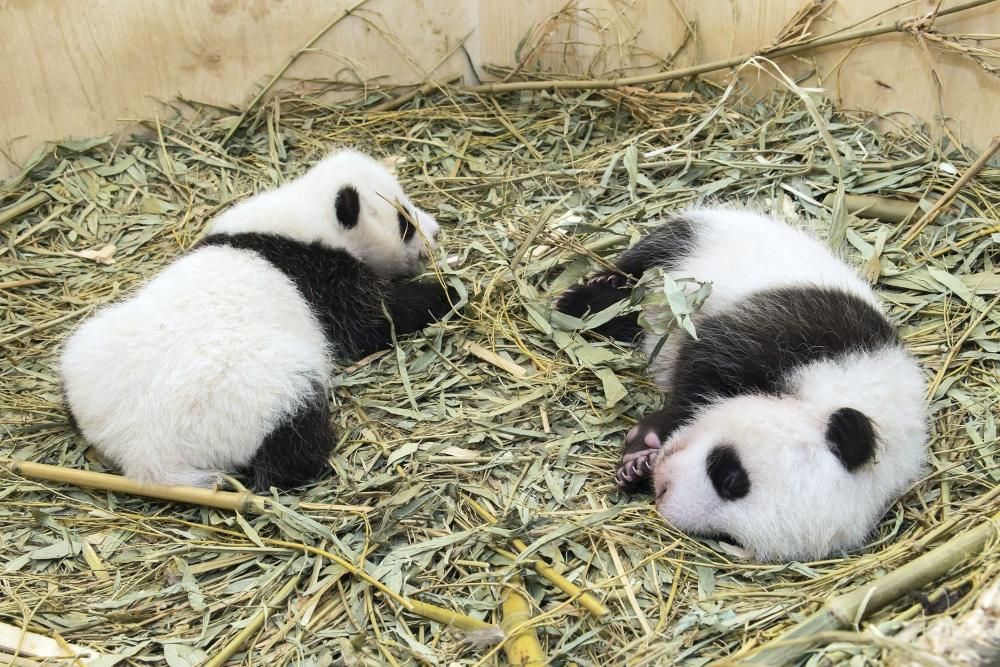 El zoo de Viena (Àustria) i el de Nyiregyhaza (Hongria) han donat la benvinguda a dues cries d''ós panda i una de lleó sud-africà, respectivament.