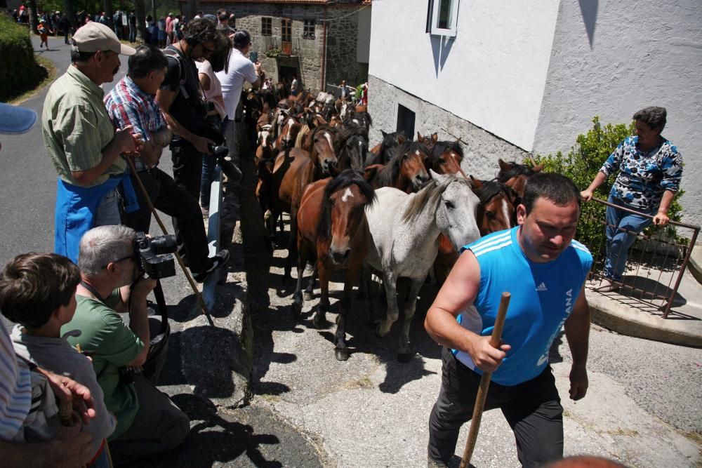 Más de quince "aloitadores" raparon a cerca de 200 caballos en el primer curro de Sabucedo