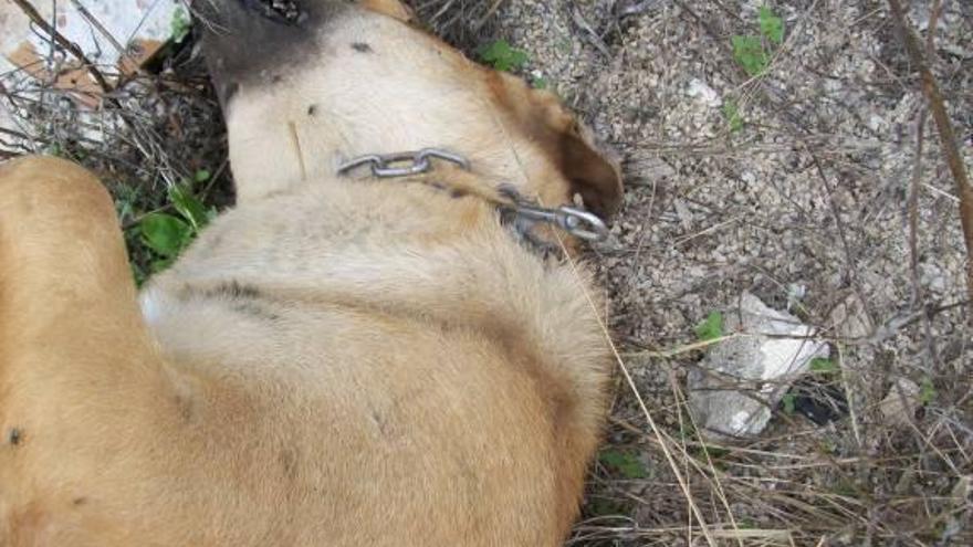 Hallan en un huerto de Gandia un perro ahorcado y apaleado