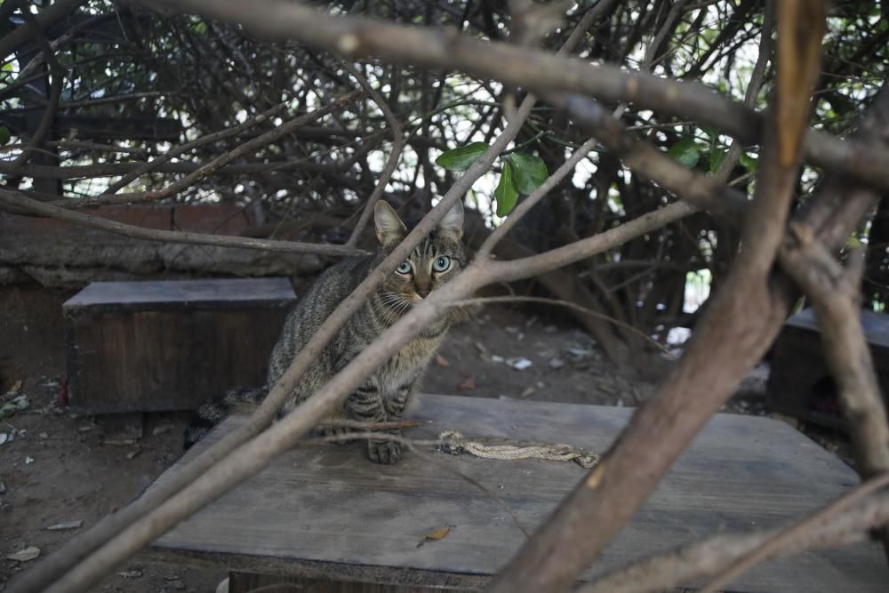 Colonia de gatos bajo el puente del Real de València