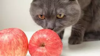 ¿Es realmente seguro alimentar a tu gato con una dieta vegana?