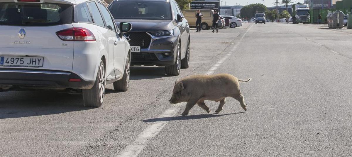 Un ejemplar de cerdo en las inmediaciones del tanatorio.