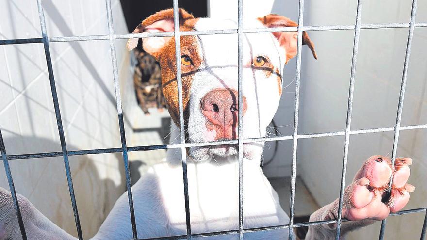 Nadie quiere adoptar a los perros potencialmente peligrosos: se acumulan en las jaulas de Zoonosis en Murcia