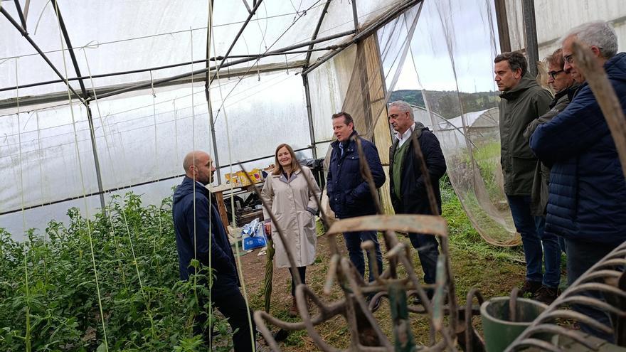 El tomate ecológico de Llanera, estrella de la huerta: &quot;Lo dejamos madurar un poco más en planta para que esté más rico&quot;