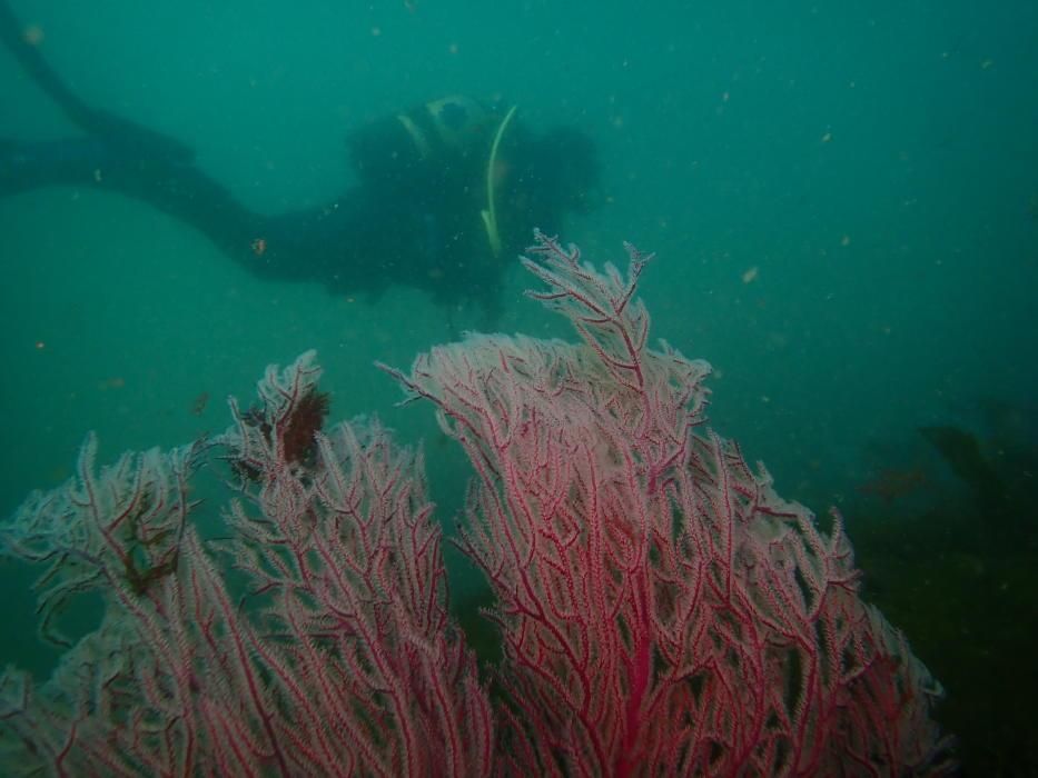 La vida submarina en A Coruña tras la cuarentena