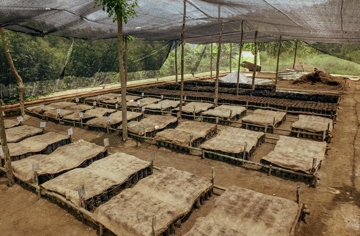 Innovación agrícola para afianzar el abono orgánico