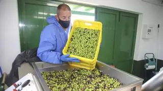 La almazara de Lanzarote abre la campaña de recogida de aceitunas