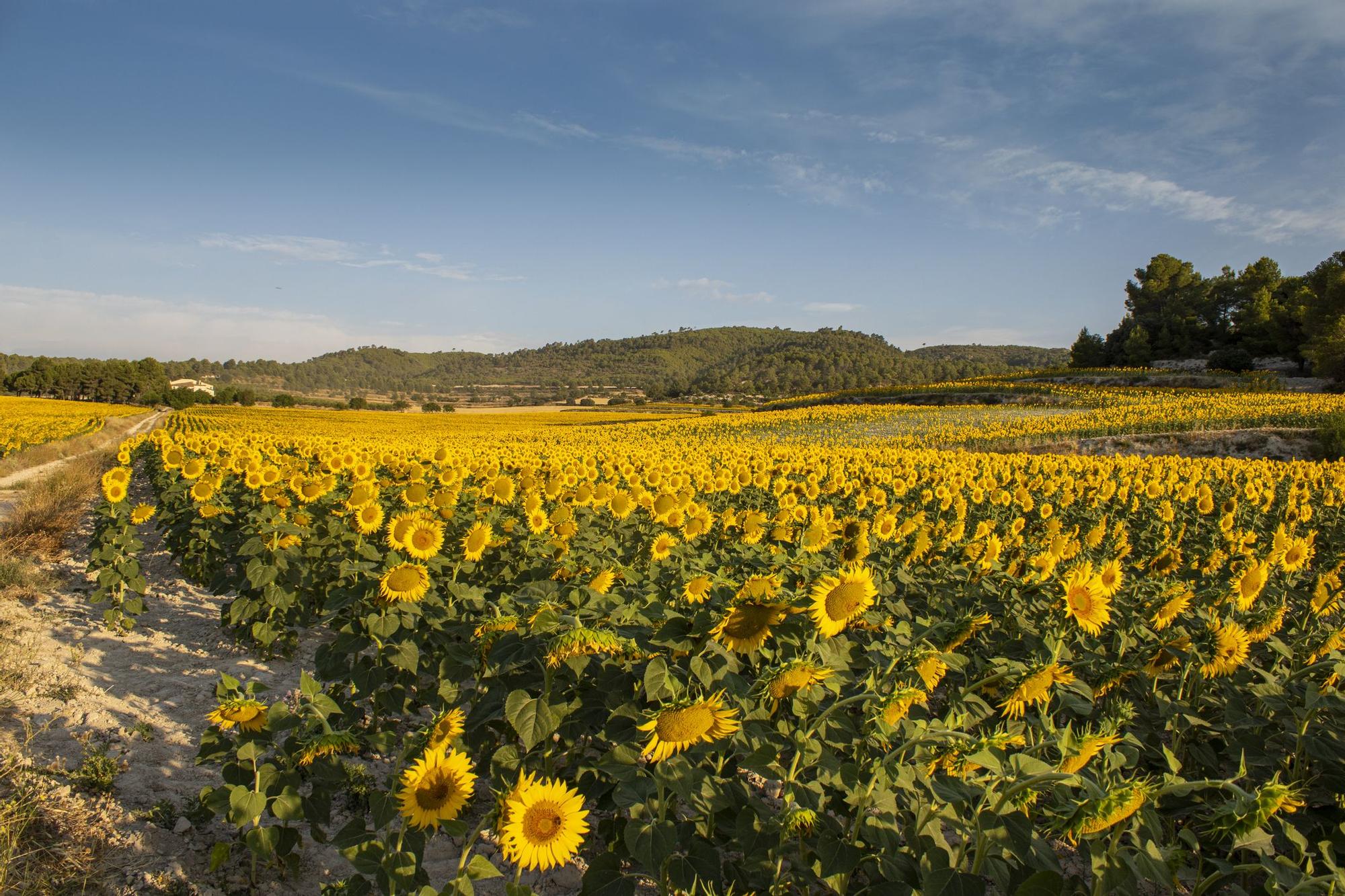 El enorme campo de girasoles en Alicante