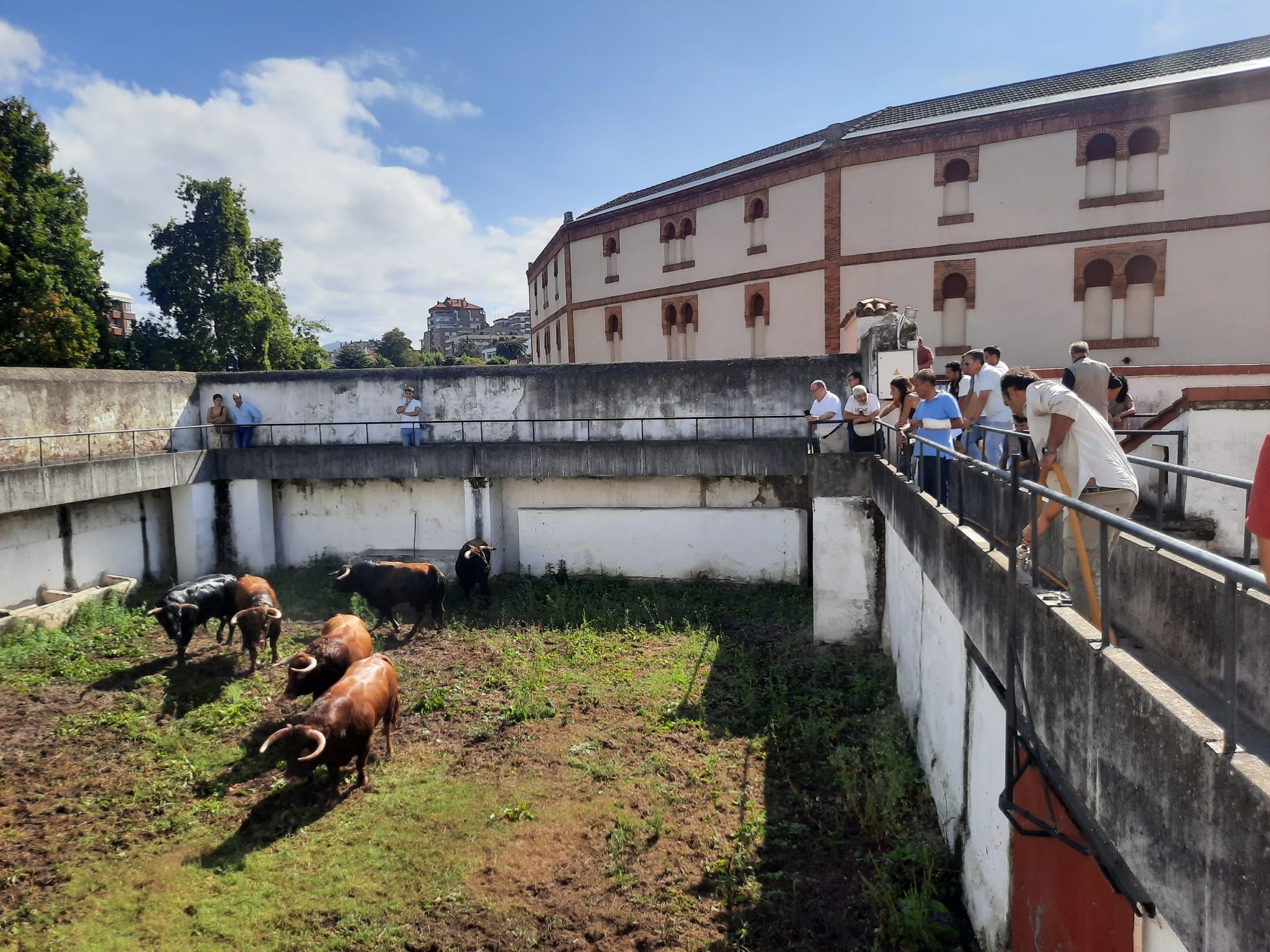 El Bibio recibe sus primeros toros para la feria de Begoña (en imágenes)