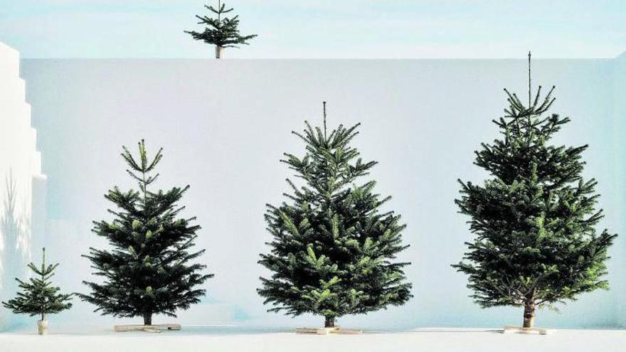 So finden Sie den richtigen Weihnachtsbaum für das Fest auf Mallorca