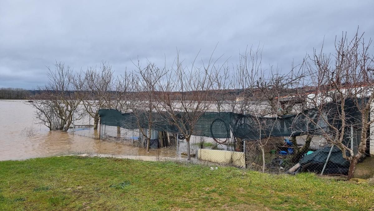 GALERÍA | La crecida del río Duero anega algunas zonas de Toro