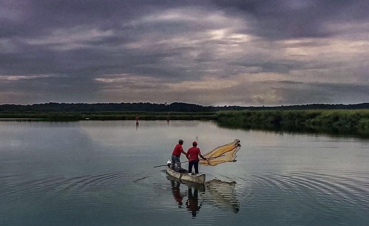 Trabajos en una de las balsas de vannamei de la filial ecuatoriana Promarisco.  | // FDV