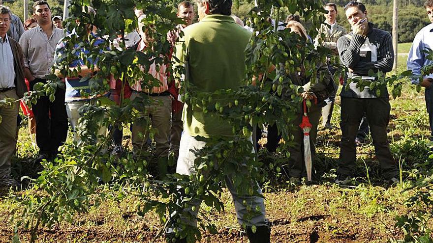 Plantación de lúpulo en Abegondo. |   // CARLOS PARDELLAS