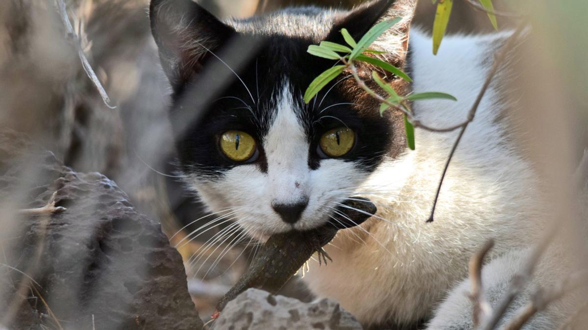 Gato callejero capturando un lagarto endémico de Canarias, en Tenerife.