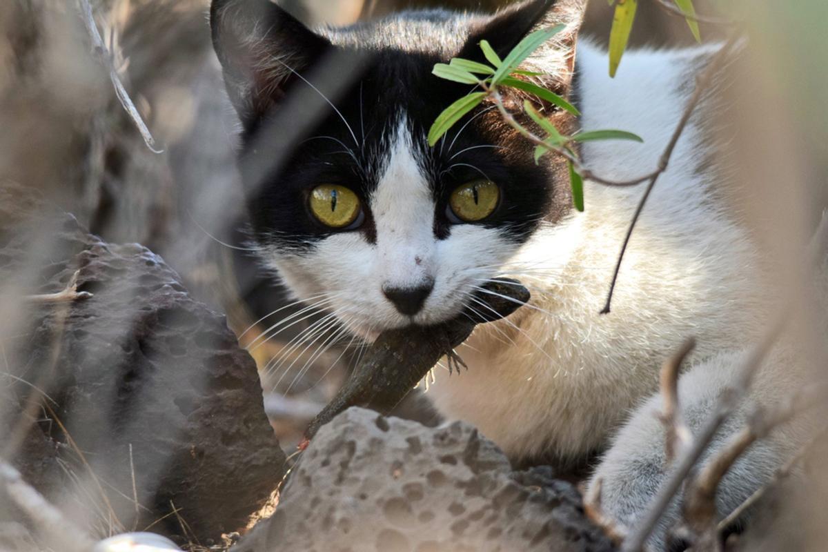 Gato callejero capturando un lagarto endémico de Canarias, en Tenerife.