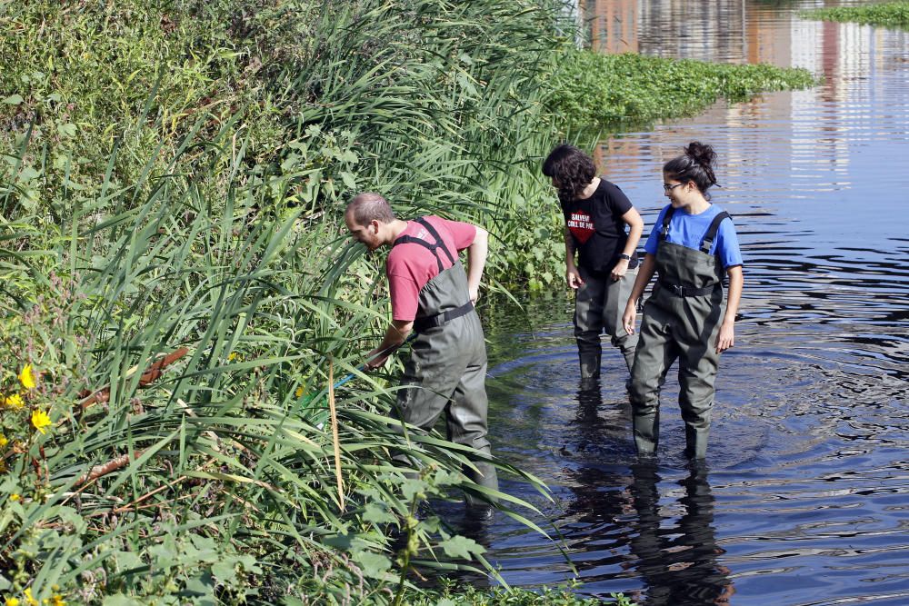 Els naturalistes fan un mostreig a l'Onyar