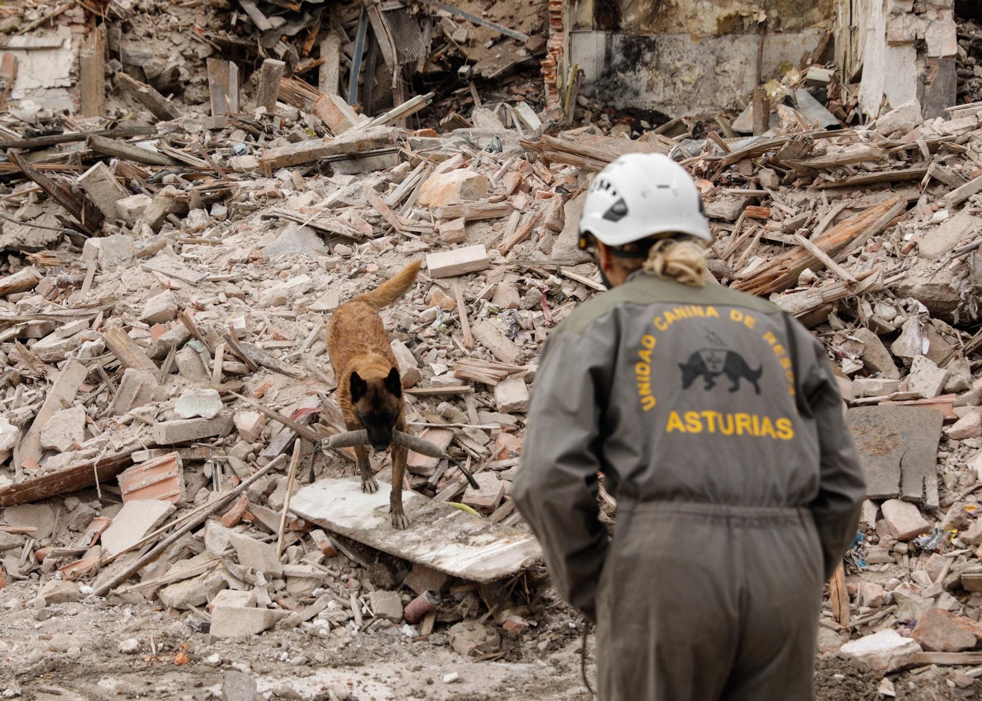 El entrenamiento de la Unidad Canina de Rescate del Principado en Gijón, en imágenes