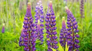 Ni geranio ni lavanda: la planta resistente que llena de color el jardín y ayuda a mantener alejadas las plagas en verano