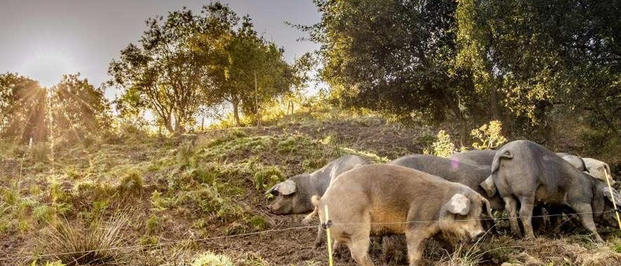 Varios cerdos en la explotación de Cabriles (Siero).