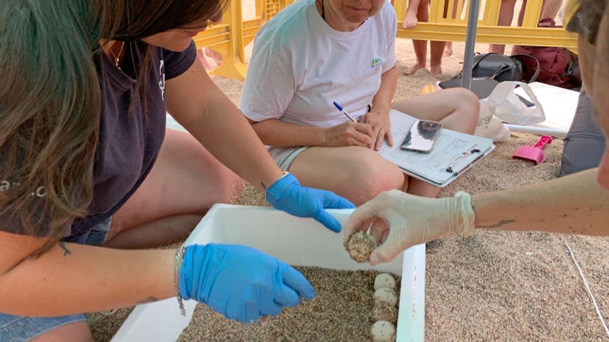 Troben en una platja de Begur el primer niu de tortuga careta a la Costa Brava