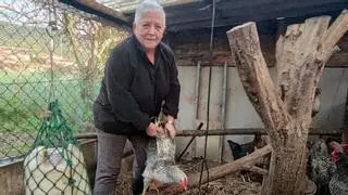 Medidas en Galicia contra la gripe aviar: «Confinamos las gallinas por el bien de todos»