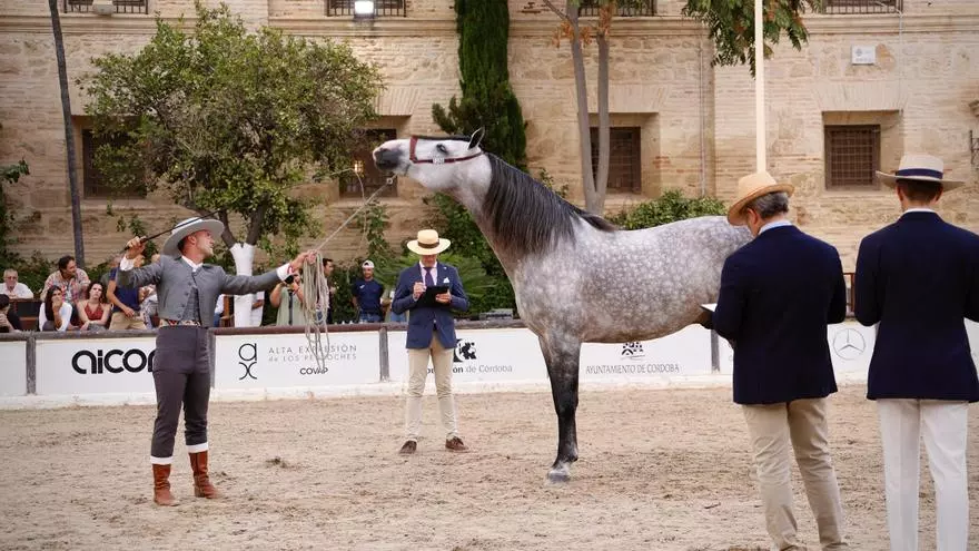 Caballerizas Reales acoge el Concurso Internacional Morfológico
