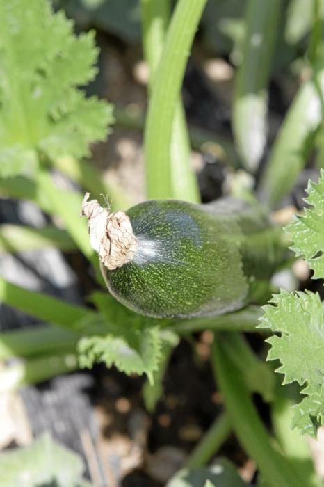 Mit den tiefgrünen Zucchini der Sorte carbassó negre beliefert die Familie Pascual Supermärkte und Gemüseläden der Insel. Die geöffneten Blüten sind für den Gourmet-Markt bestimmt, wie auch das zarte Baby-Format der Frucht.