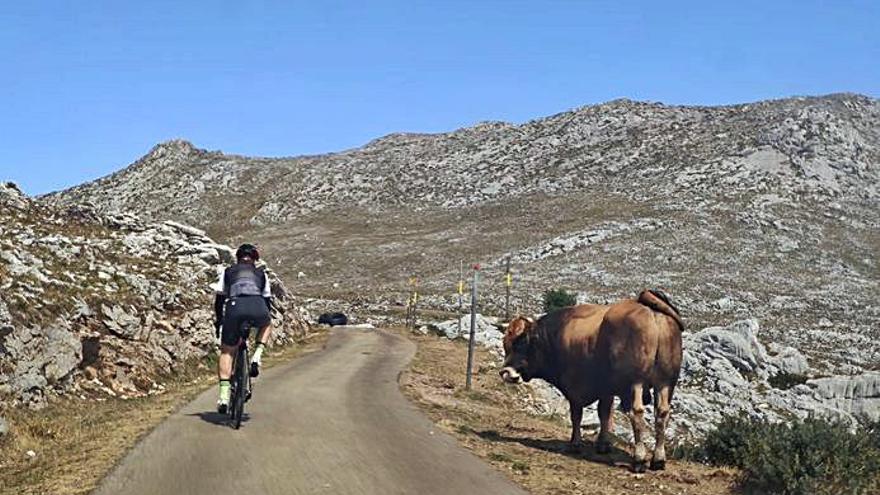 Un aficionado subiendo el Angliru