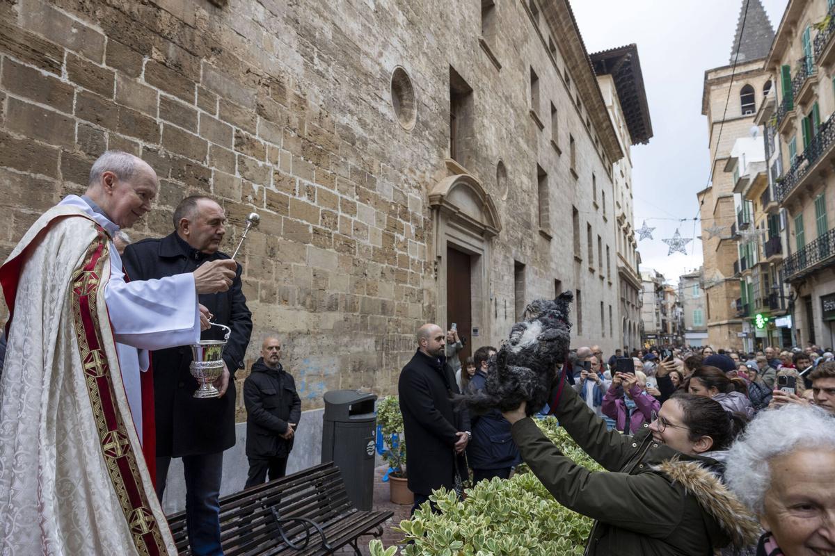PALMA. BENEIDES DE PALMA 2026.