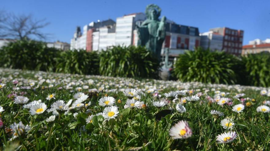 Margaritas, en el césped del Paseo de O Parrote, en A Coruña. | Carlos Pardellas
