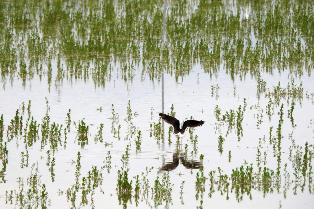 Flamencos y todo tipo de aves en la Laguna de Villena