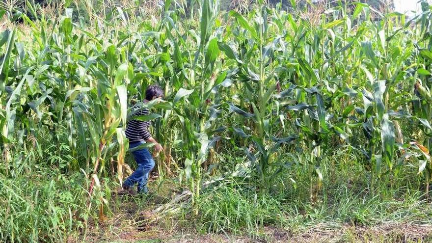 Finca de maíz en Meis dañada por los ataques del jabalí. // Noé Parga