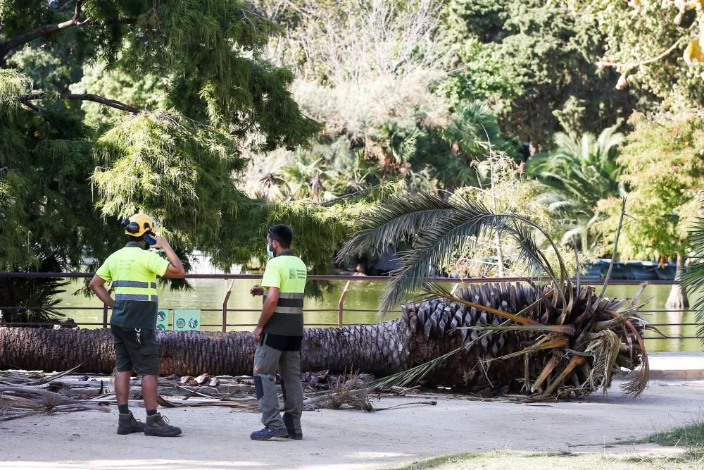 Un mort per la caiguda d'una palmera a Barcelona