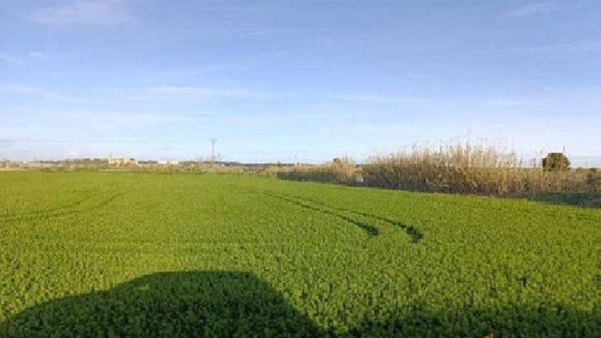 Una de las fincas rústicas en arrendamiento.