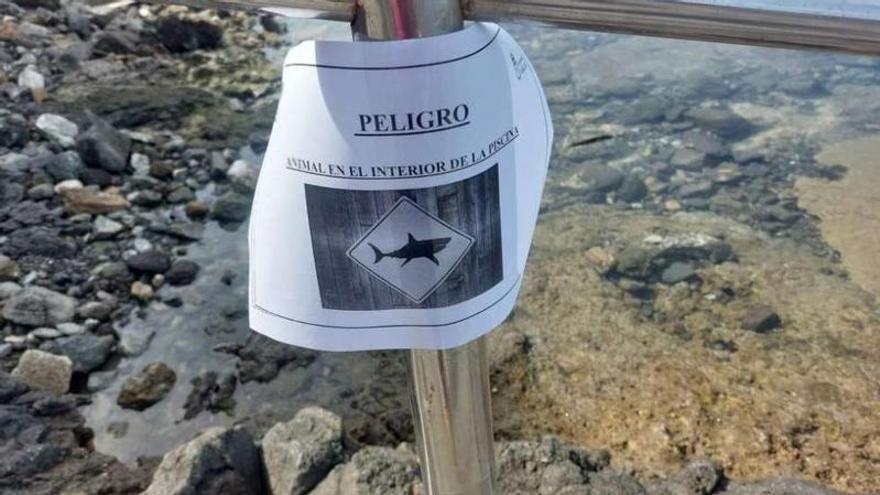 Tiburón atrapado en la piscina natural de El Agujero (Gáldar)