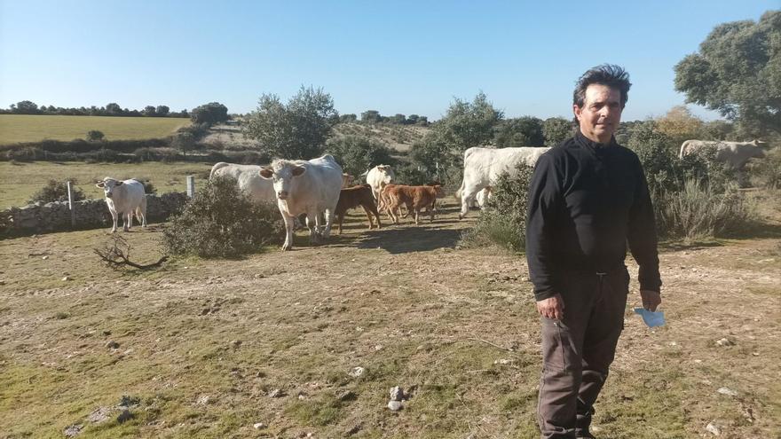 “Desde que no tiene comida, el buitre ha pasado de ser carroñero a depredador”