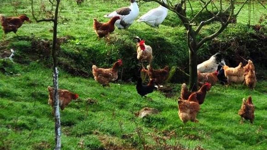 Imagen de archivo de una finca con gallinas y ocas.